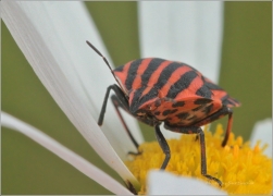 <p>KNĚŽICE PÁSKOVANÁ (Graphosoma lineatum) ---- /Striped bug - Streifenwanze/</p>